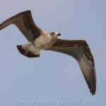 Brockzetel 16.08.2020