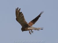 Brockzetel 16.08.2020