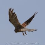 Brockzetel 16.08.2020