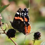 Wiesedermeer Schmetterlinge