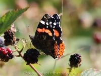 Wiesedermeer Schmetterlinge