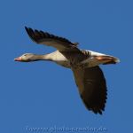 Polder Holter Hammrich 05.03.2021