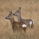 Wiesedermeer 26.03.2021