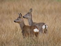 Wiesedermeer 26.03.2021