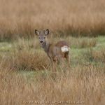 Wiesedermeer 26.03.2021