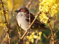 Vogelfotografie im Garten