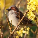 Vogelfotografie im Garten