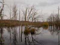 Moorwald Plaggenburg 12.11.2021