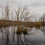 Moorwald Plaggenburg 12.11.2021