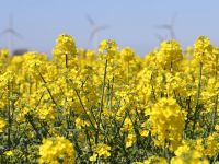 Blühender Raps