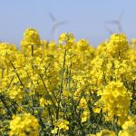 Blühender Raps