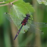 Moorerlebnispfad Stapeler Moor