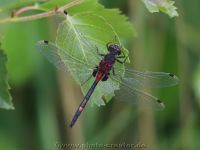Moorerlebnispfad Stapeler Moor