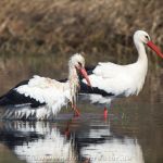 Storchenpärchen in Neermoor