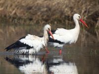 Storchenpärchen in Neermoor