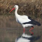 Storchenpärchen in Neermoor