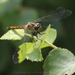 Moorerlebnispfad Stapeler Moor 2