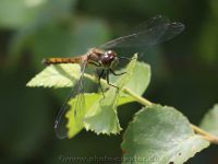 Moorerlebnispfad Stapeler Moor 2