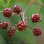 Moorerlebnispfad Stapeler Moor 2