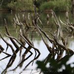 Naturschutzgebiet Ochsenweide bei Esens