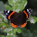 Naturschutzgebiet Ochsenweide bei Esens